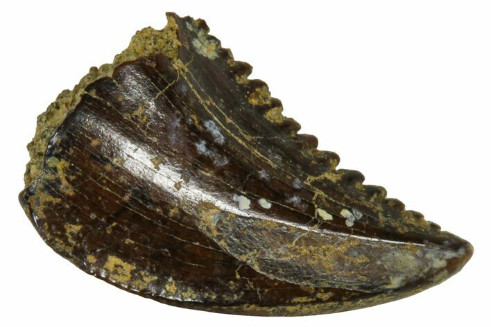 Rare, Serrated Troodontid (Troodon) Tooth - Wyoming #379835
